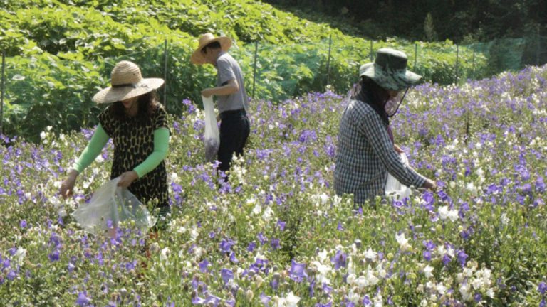 도라지밭1-1024x576