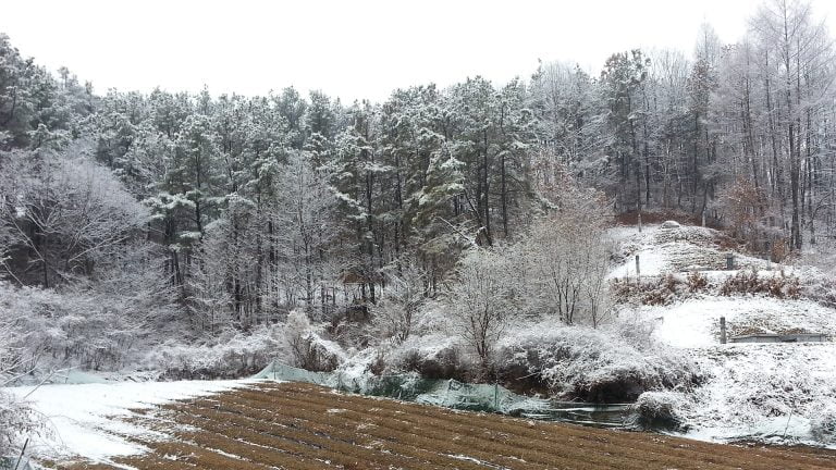 도라지밭2